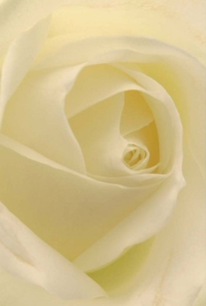 A close view of this classic white rose, composed by skilled hands in Herne Hill, draws your gaze into its layered depths, where tranquillity and elegance intertwine. The gradations of white and cream are softly illuminated, echoing the gentle morning light spilling over the rooftops near Railton Road. Each petal's gentle spiral forms a pattern both pure and resilient, much like the cycle of life echoed in nearby community gardens. The painterly interplay of shadow and hue brings a quiet sophistication, making this rose an ideal choice for wedding centrepieces, romantic gestures, or apologies that seek to heal. The nearly flawless symmetry at the core symbolises sincere intentions and renewal, while the clean, understated fragrance seems to hover in the calm air of a Herne Hill flat. Present in every petal is a whisper of care-from the florist's careful touch to the local spirit that inspires every arrangement, ensuring this rose communicates whatever heartfelt emotion must be shared across Herne Hill's vibrant streets.